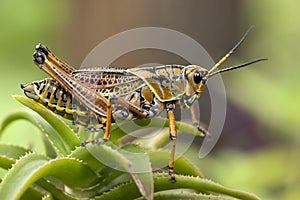 Macro image of a yellow locust.
