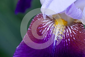 Macro image of the  yellow stamen of a bearded iris with purple and white petals