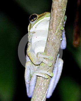 Macro image of a yellow tree frog Hypsiboas geograficus clinging to branch at night inside the Madidi National Park, Rurrenabaqu