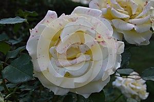 Macro images rose flowers in garden