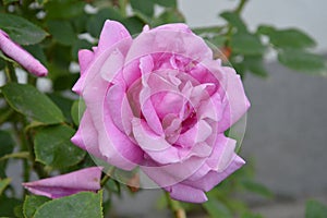 Macro images single  rose flowers in garden