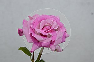 Macro images single  rose flowers in garden