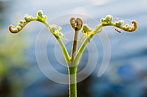 Macro imagine of fern stems with ants