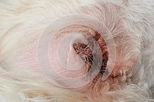 Macro of infected dog ear