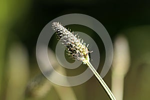 Macro of inflorescence of plantain