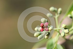 Macro of the Inflorescence of Santalum album, Indian sandal wood tree