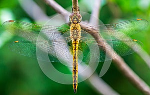 Macro inscet picture of dragonfly hanging on small branch photo