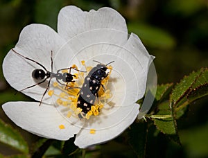 Macro of an insect : Acmaeodera degener