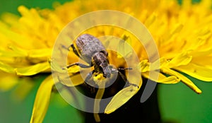 Macro insect beetle sitting on a flower dandelion