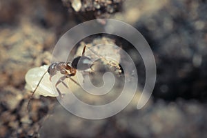 Macro of insect black ant