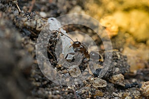 Macro of insect black ant