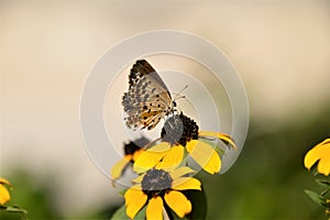 Macro insect butterfly Adonis blue on a flower.