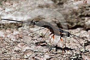 Macro of an insect : Megarhyssa atrata