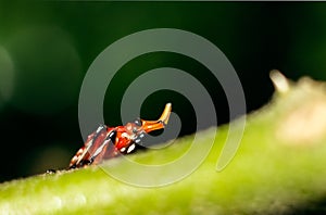 Macro of an Insect with nice Horn.