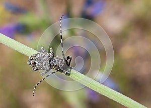 Macro of an insect : Rhagium inquisitor