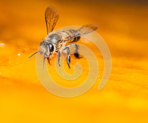 Macro shot of bees Sweet drink