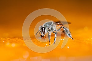 Macro shot of bees Sweet drink