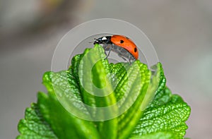 Macro insects Macro photo Macro photography photo