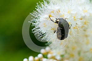 Macro of inset feeding on white flowers