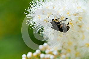 Macro of inset feeding on white flowers