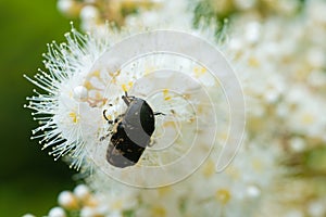 Macro of inset feeding on white flowers