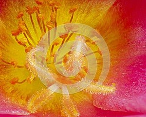 Macro inside a portulaca flower