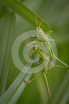 Macro of an intensely green hay horse in deep grass