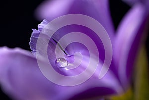 Macro of iris with drop of water