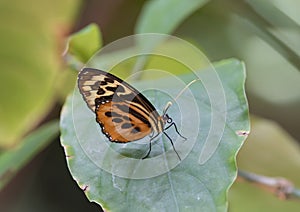 Macro Isabella Longwing Butterfly