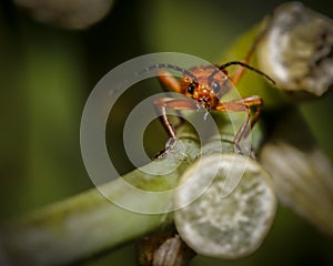 Macro isect close up