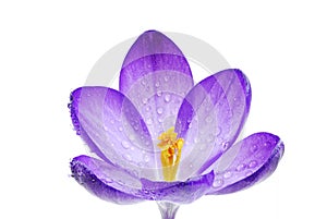 Isolated Crocus Blossom