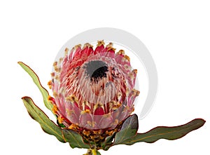 Macro of an isolated king protea blossom