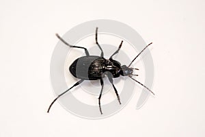 Pterostichus niger on a white background