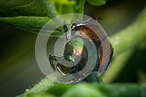 Macro Japanese Beetle