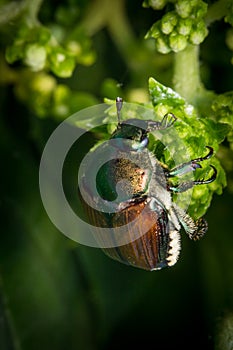 Macro Japanese Beetle