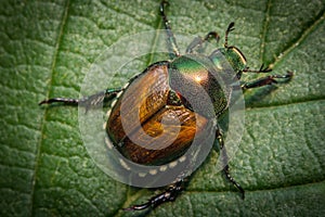 Japonés un insecto 