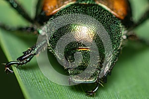 Macro of a Japanese beetle on a green leaf.