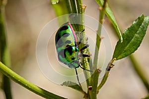 A macro of a Jewel Bug. Scutelleridae