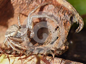 Macro of a Jumping Spider close up shot