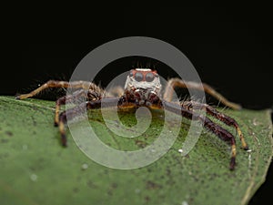 Macro jumping spider on dry leaf in garden