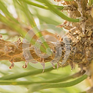 Spider Eating a Spider