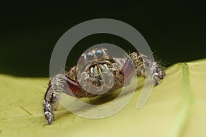 Macro jumping spider on green leaf