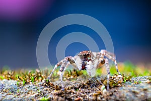 Macro of jumping spider. Hyllus. Spider in thailand