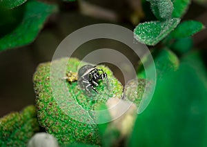 Macro Jumping spider Salticidae over the leaf. Beauty in nature