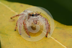 Macro jumping spider on yellow leaf