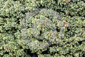 Macro of juniper branch pattern. Background with juniper branches grow close-up