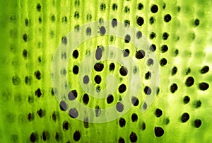 Macro of kiwi with seeds