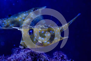 Macro Lactoria cornuta Linnaeus fish photo
