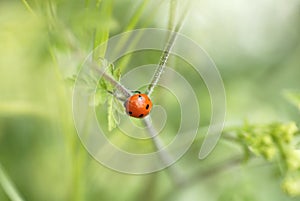 Macro Ladybird Climbing on Foliage.