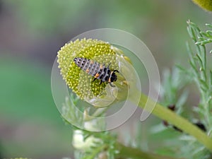 Macro of a ladybird Coccinella septempunctata larva on a flower of chamomile Matricaria discoidea